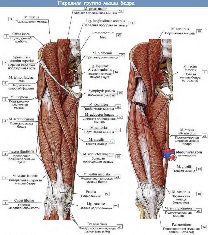 Мышцы передней поверхности бедра